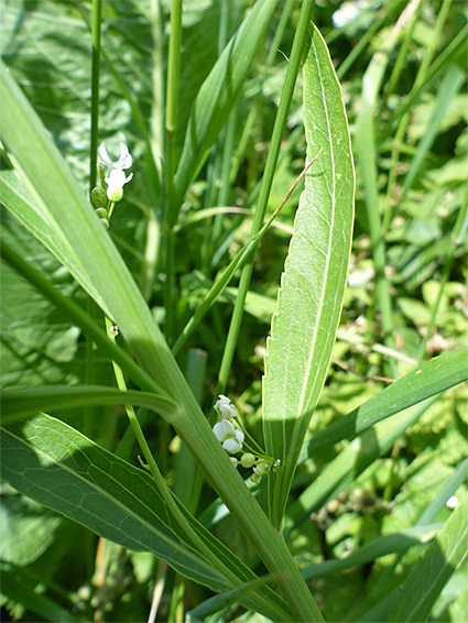 Stem leaves