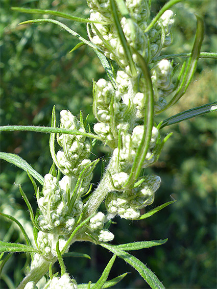 Leaves and flowerheads