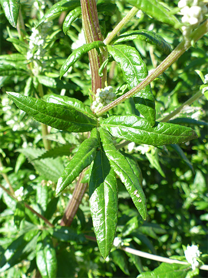 Shiny leaf