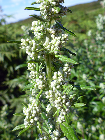 Developing inflorescence