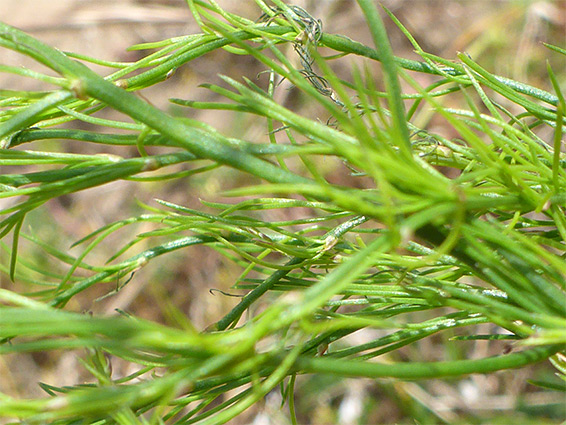 Foliage