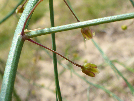 Two flowers