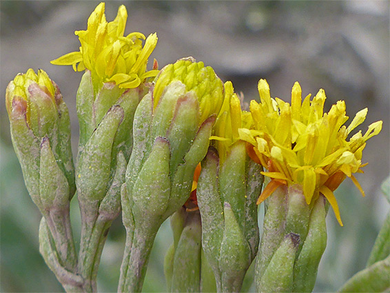 Row of flowerheads