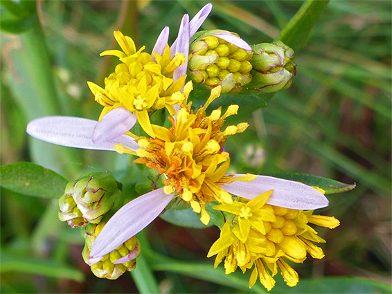 Developing flowerheads