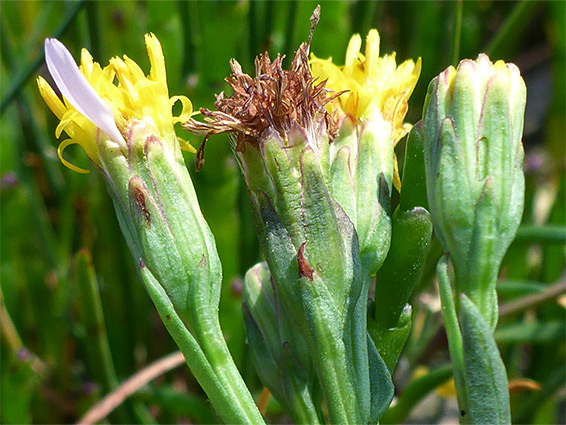 Pale green phyllaries