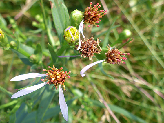 Withering flowerheads