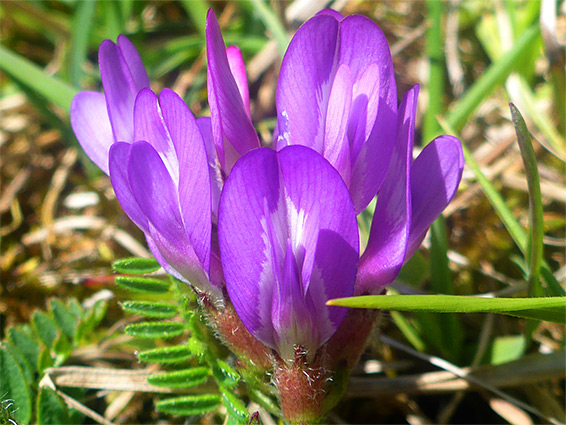 White-centred petals