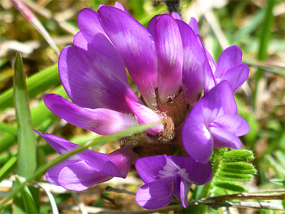 Clustered inflorescence