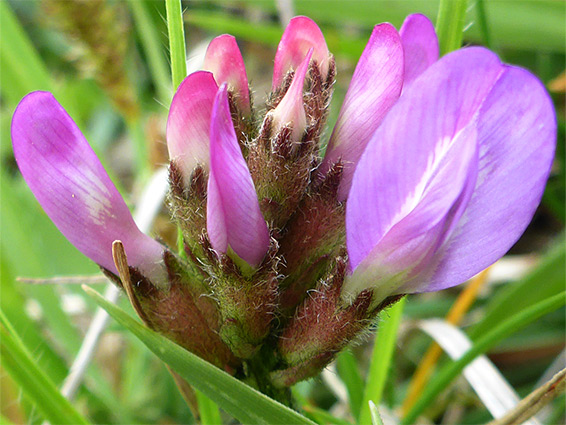 Corollas and calyces