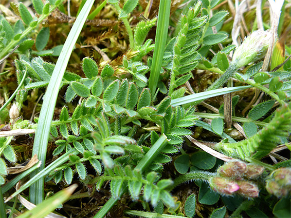 Pinnate leaves