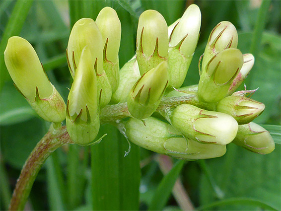 Yellow flowers