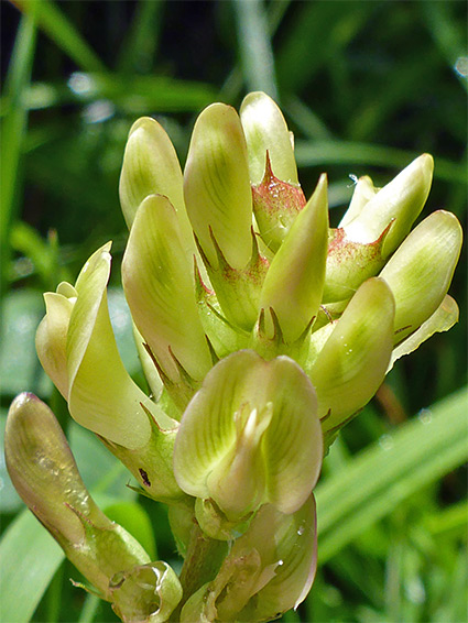 Greenish-yellow flowers