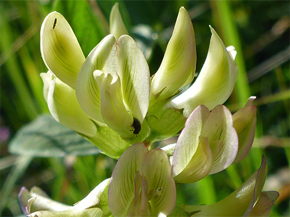 Green-striped petals