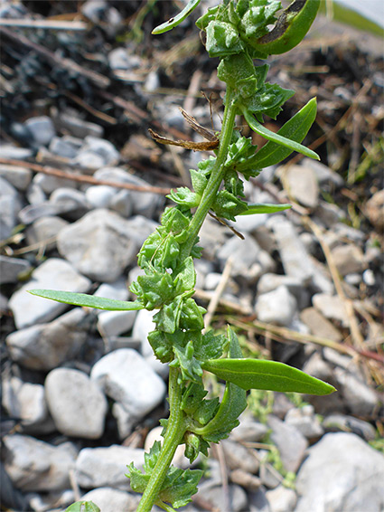 Upper stem