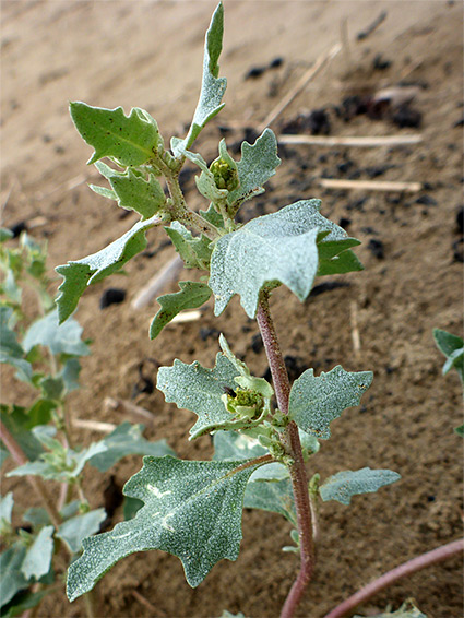 Upper stem leaves