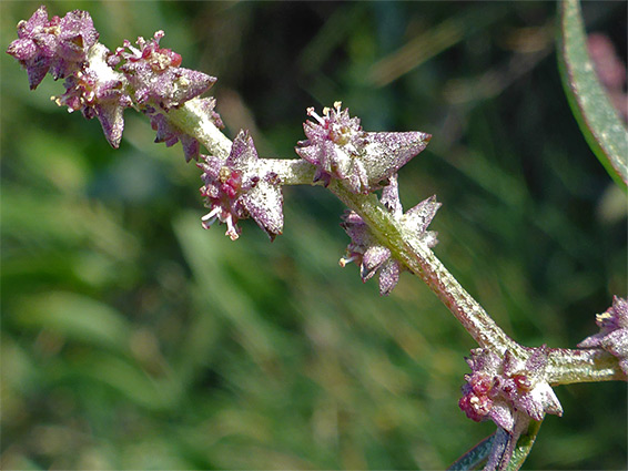 Zig-zag flower stalk