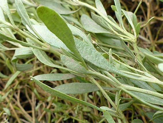 Narrow leaves