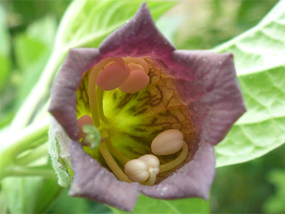 Curved stamens