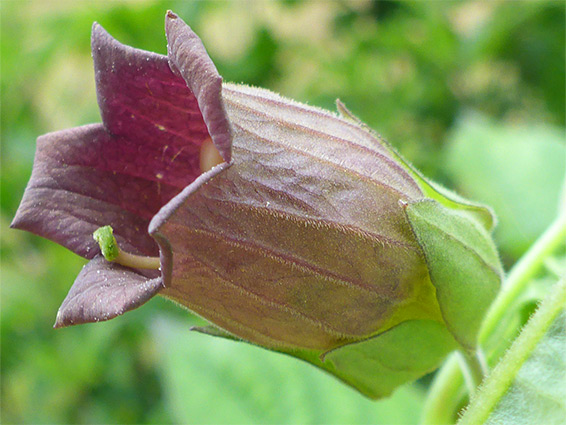 Corolla lobes