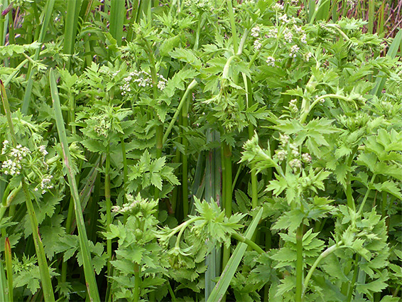 Leafy stems