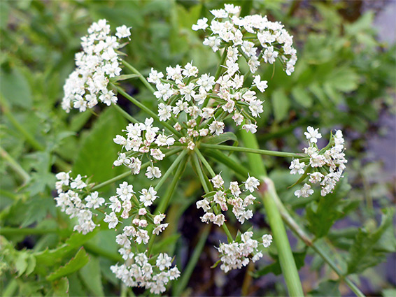 White flowers