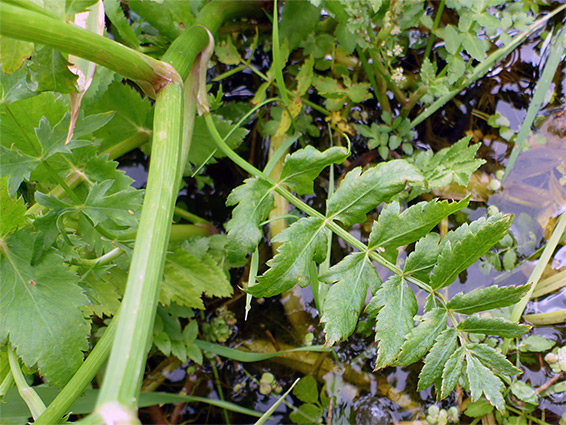 Stem and leaf