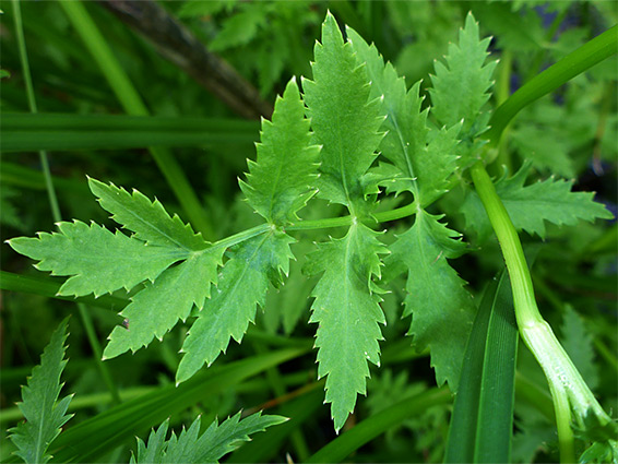 Sharp-toothed leaflets