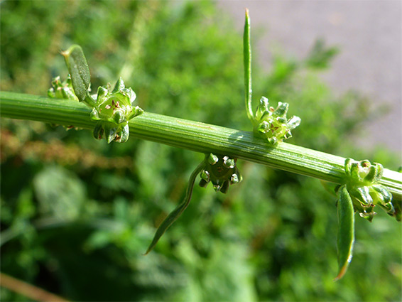 Ridged stem