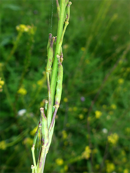 Upwards-pointing fruit