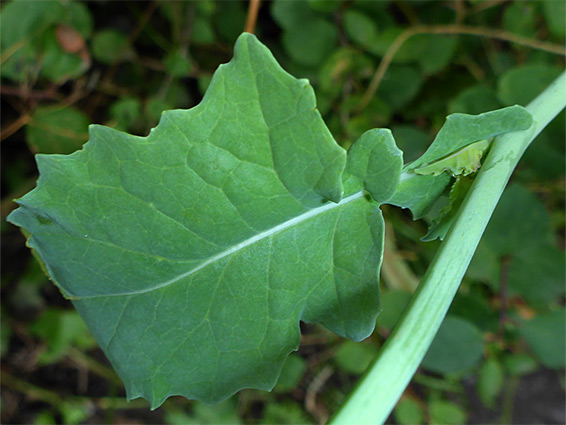 Toothed, lobed leaf