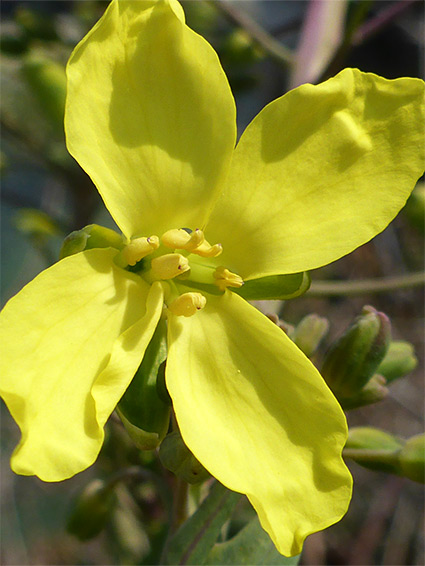 Pale yellow flower