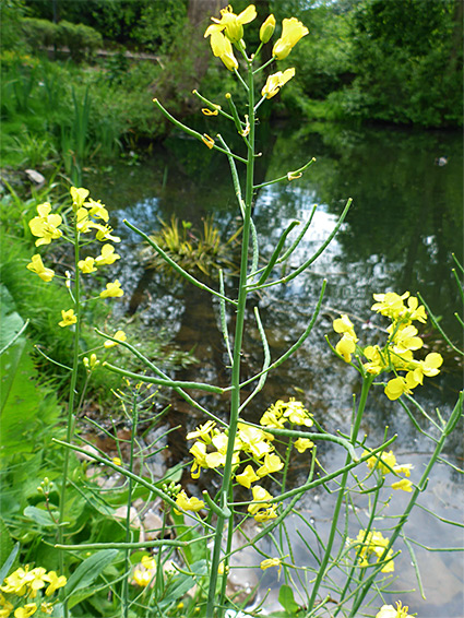 Open inflorescence