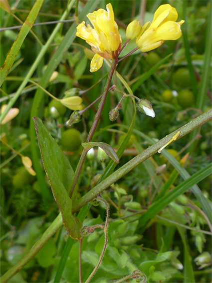 Stem, leaf and flowers