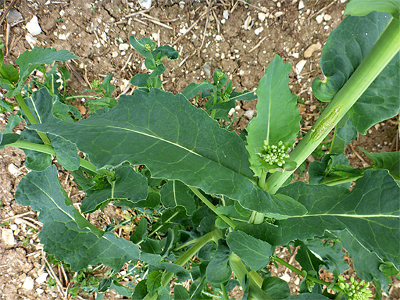 Hairless leaves