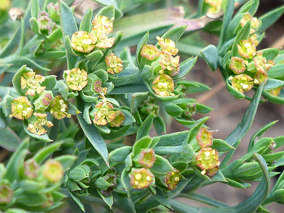 Bupleurum tenuissimum, Severn Estuary, Gloucestershire