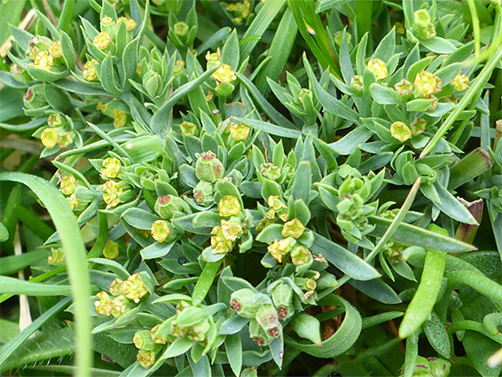 Tiny yellow flowers