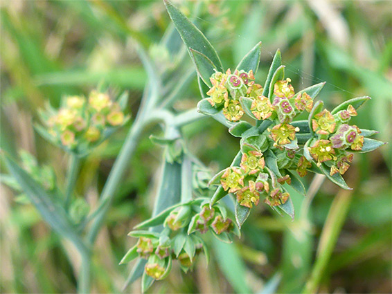 Bracts and flowers