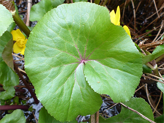 Round leaf