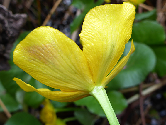 Top of a stem