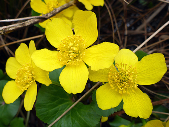 Three flowers