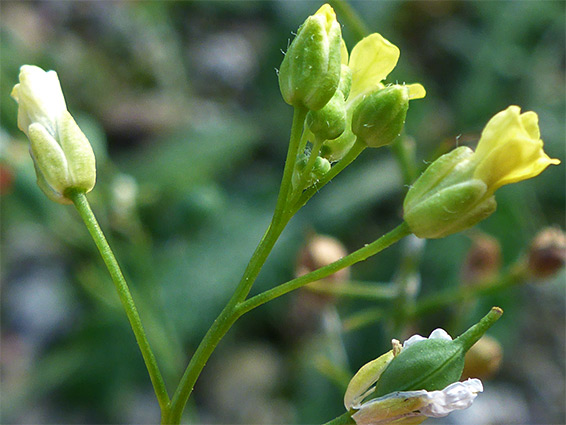 Flower cluster