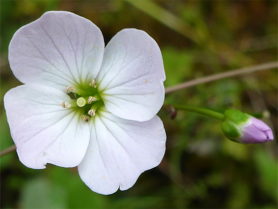 Four-petalled flower