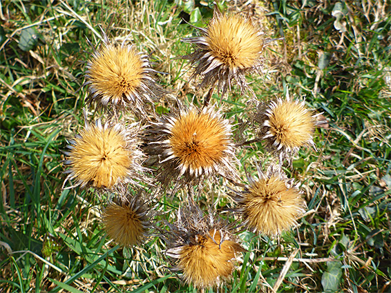 Cluster of flowerheads