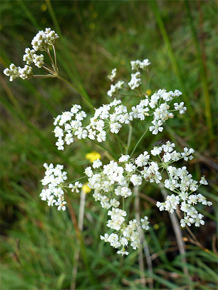 Open flower cluster