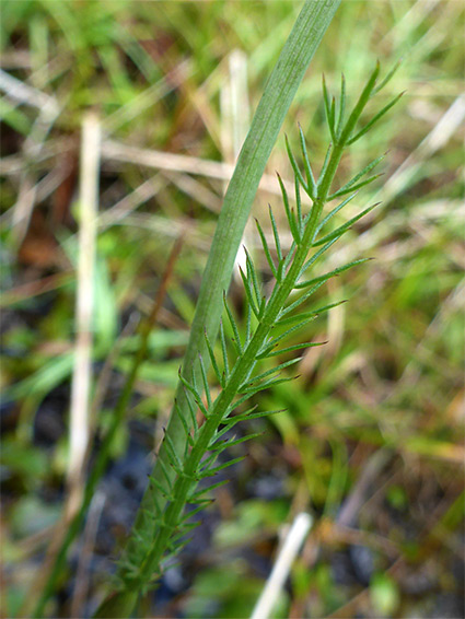 Cauline leaf