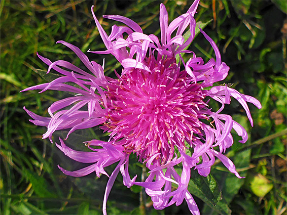 Developing flowerhead