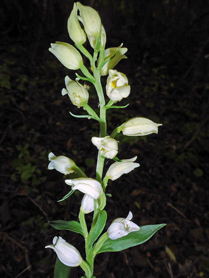 Elongated inflorescence