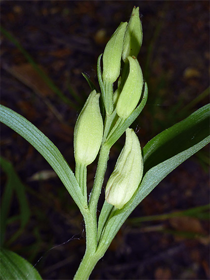 Developing flowers