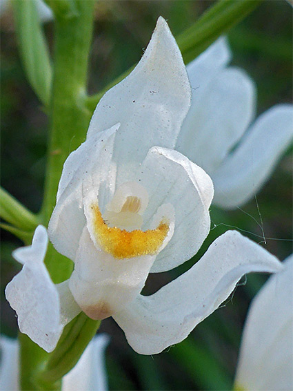 Close-up flower