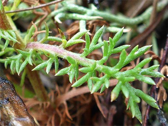 Hairy leaf segments